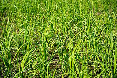 《High On Life》超过《我的世界》成Game Pass最热门游戏