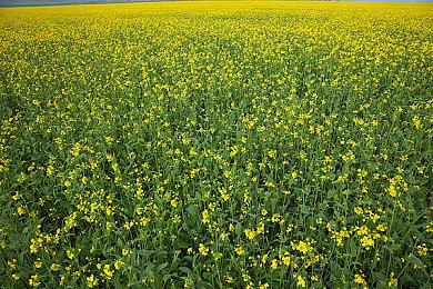 Steam Deck支持光追 每像素性能比肩Xbox Series X